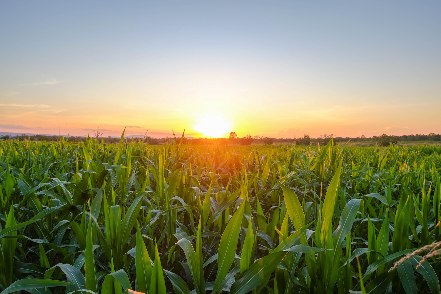 a front selective focus picture of organic young corn field at agriculture field.