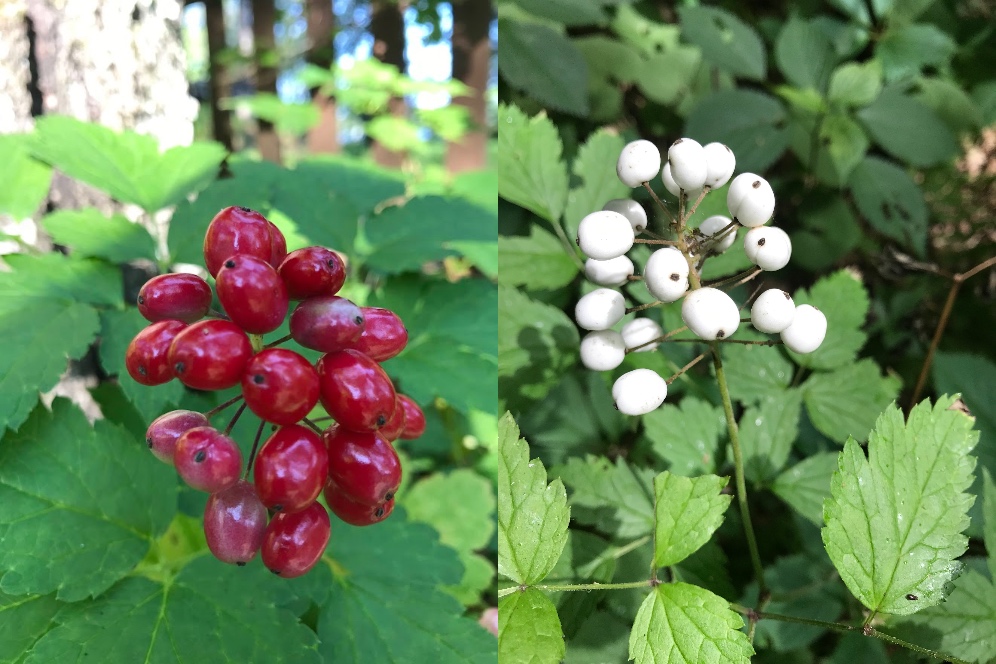 Edible White Berries From Native Plants
