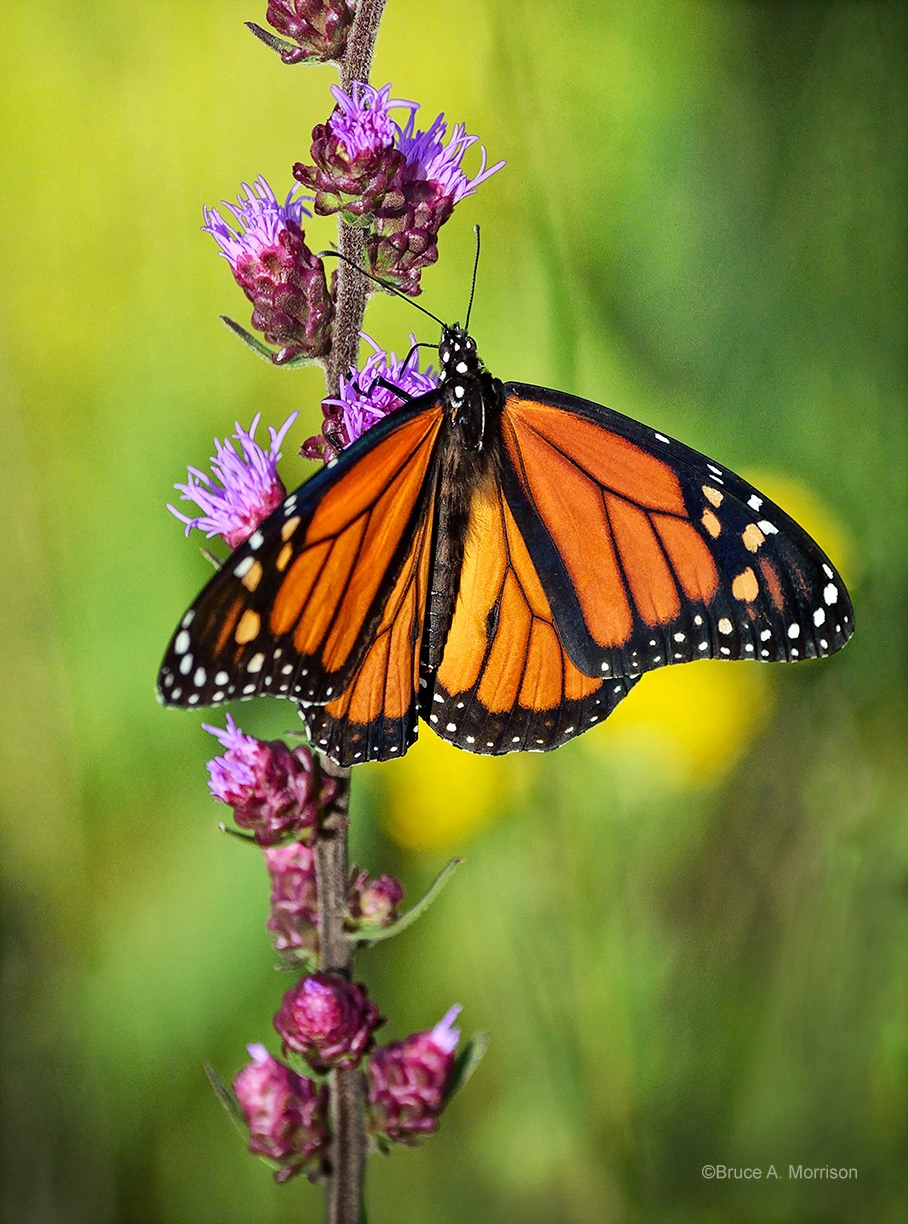 Save Our Monarchs & Lands' End  The iconic monarch butterfly