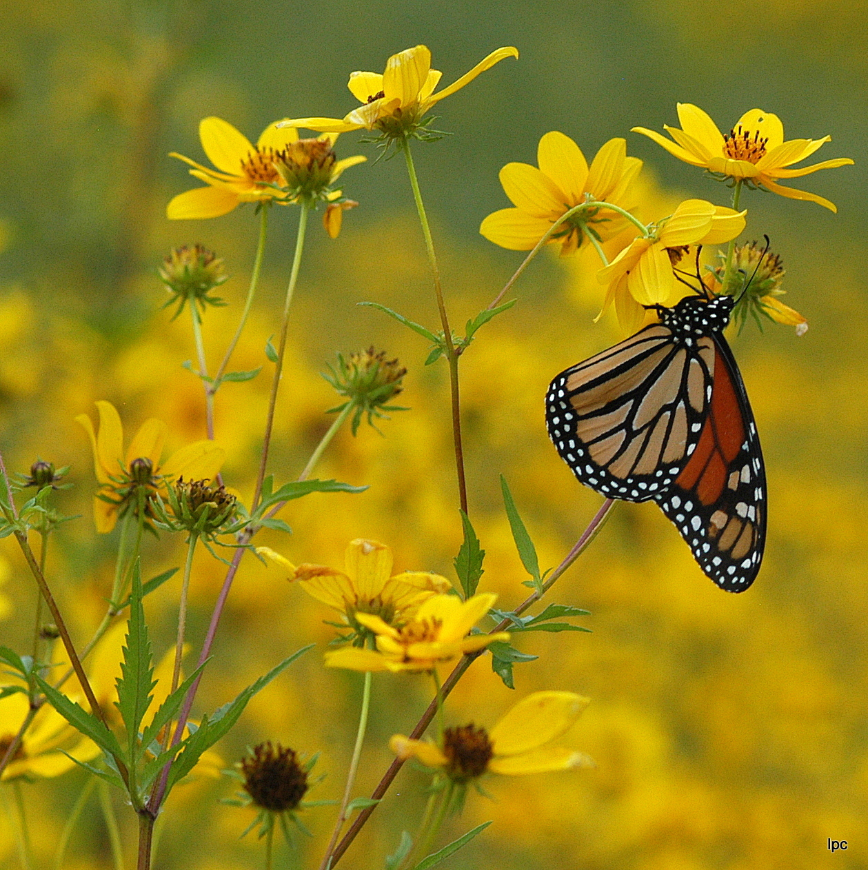 Cover photo of monarch on B. aristosa or Bur Marigold