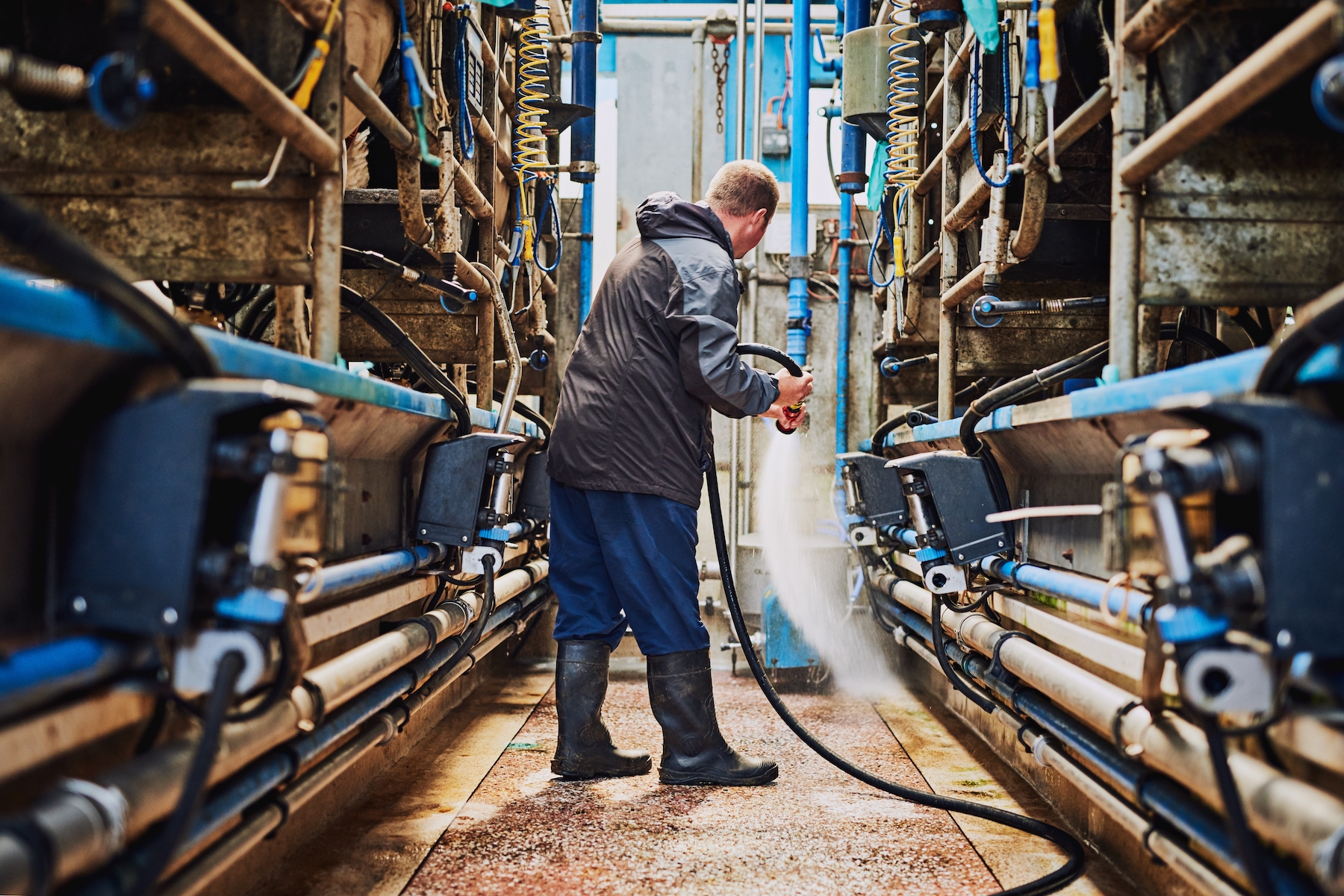 Man, machine or farmer cleaning in factory hosing off a dirty or messy floor after dairy milk production. Cleaner, farming industry or worker working with water hose for healthy warehouse machinery (Shutterstock)