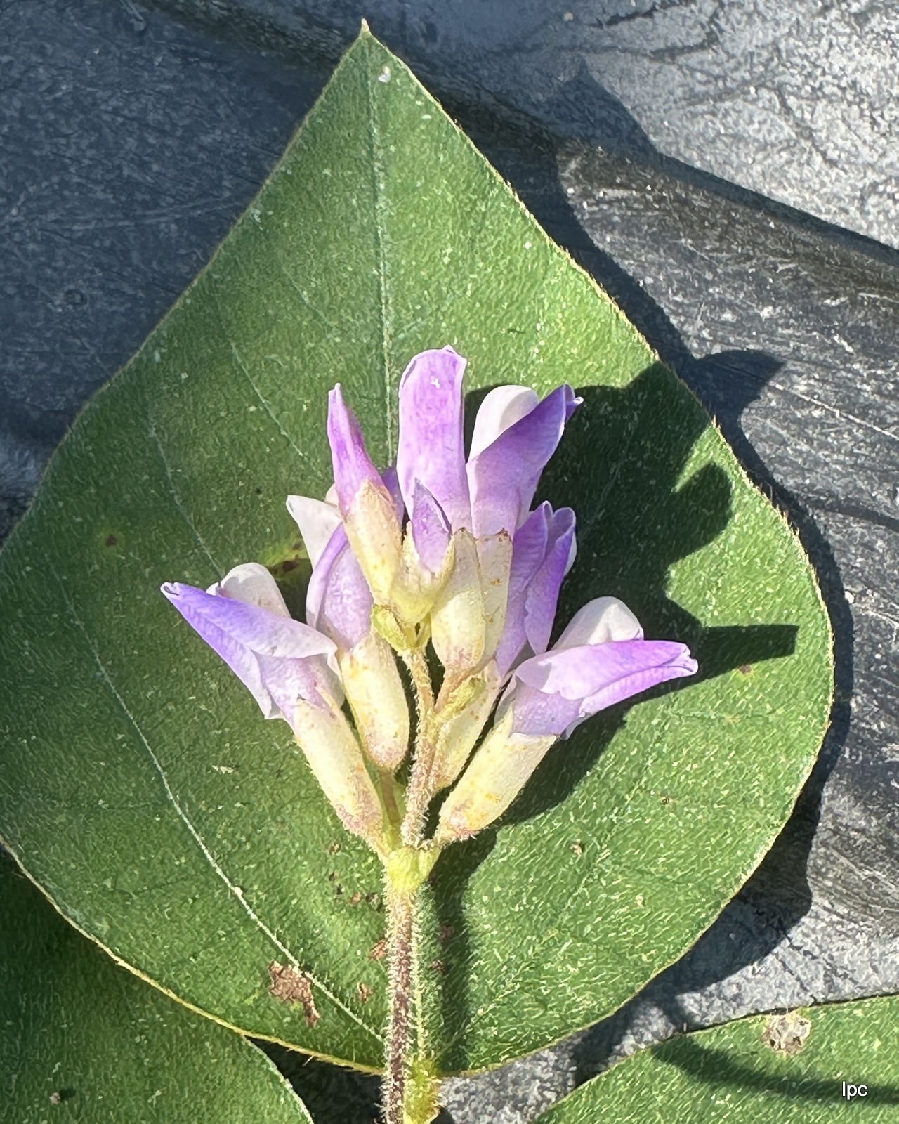 Hog Peanut flower cluster with a leaf behind