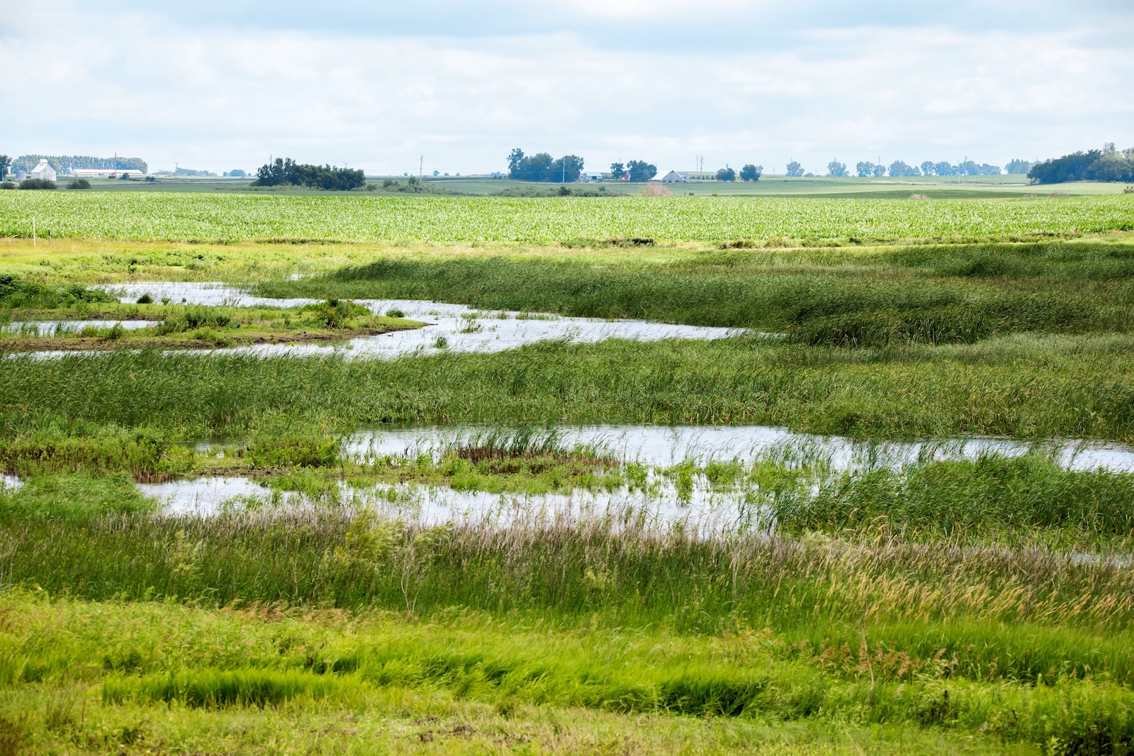 Wetland landscape showing ponds and natural grassland on a summer day in Iowa.